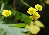 小雛菊 花語|小雛菊的花語和寓意 象徵著什麼意思